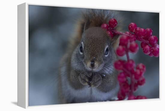 Red Squirrel And Berries-Andre Villeneuve-Framed Premier Image Canvas