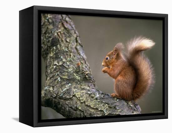 Red Squirrel, Angus, Scotland, UK-Niall Benvie-Framed Premier Image Canvas