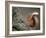 Red Squirrel, Angus, Scotland, UK-Niall Benvie-Framed Photographic Print