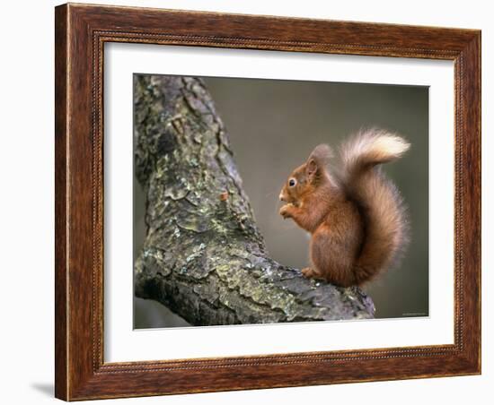 Red Squirrel, Angus, Scotland, UK-Niall Benvie-Framed Photographic Print