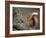 Red Squirrel, Angus, Scotland, UK-Niall Benvie-Framed Photographic Print