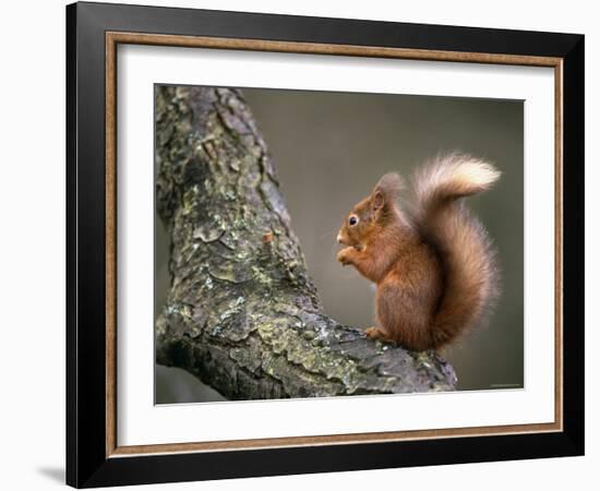 Red Squirrel, Angus, Scotland, UK-Niall Benvie-Framed Photographic Print