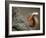 Red Squirrel, Angus, Scotland, UK-Niall Benvie-Framed Photographic Print