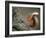 Red Squirrel, Angus, Scotland, UK-Niall Benvie-Framed Photographic Print