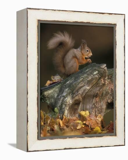 Red Squirrel, Autumn, Cairngorms National Park, Scotland-Pete Cairns-Framed Premier Image Canvas