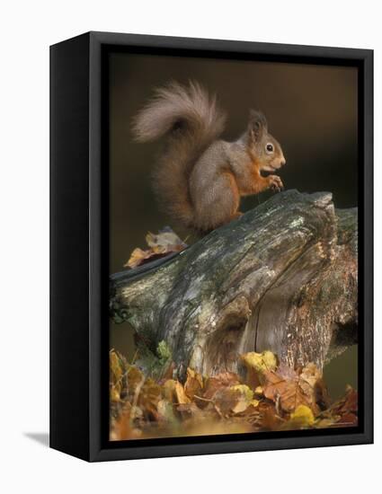 Red Squirrel, Autumn, Cairngorms National Park, Scotland-Pete Cairns-Framed Premier Image Canvas