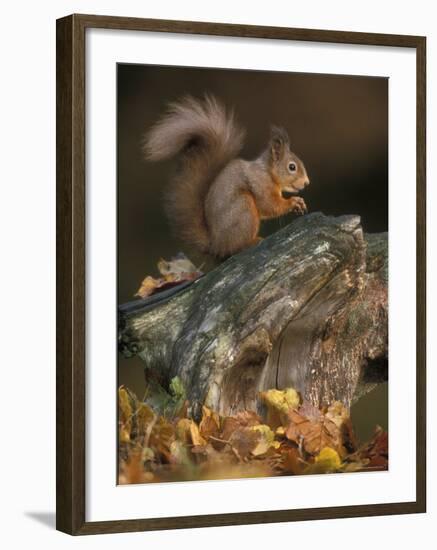 Red Squirrel, Autumn, Cairngorms National Park, Scotland-Pete Cairns-Framed Photographic Print