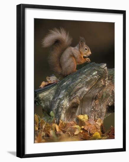 Red Squirrel, Autumn, Cairngorms National Park, Scotland-Pete Cairns-Framed Photographic Print