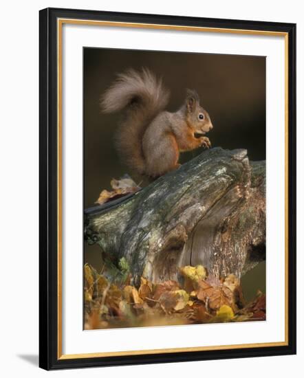 Red Squirrel, Autumn, Cairngorms National Park, Scotland-Pete Cairns-Framed Photographic Print