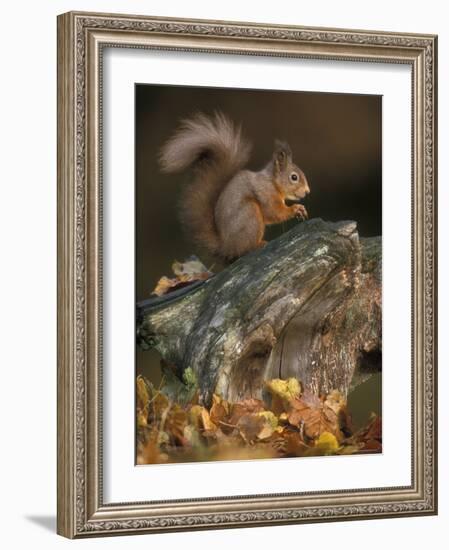 Red Squirrel, Autumn, Cairngorms National Park, Scotland-Pete Cairns-Framed Photographic Print