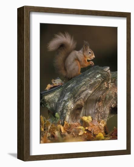 Red Squirrel, Autumn, Cairngorms National Park, Scotland-Pete Cairns-Framed Photographic Print