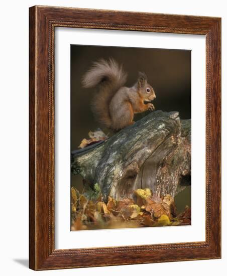 Red Squirrel, Autumn, Cairngorms National Park, Scotland-Pete Cairns-Framed Photographic Print