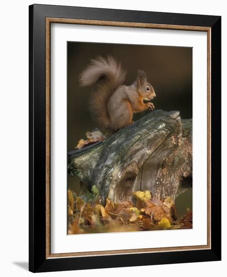 Red Squirrel, Autumn, Cairngorms National Park, Scotland-Pete Cairns-Framed Photographic Print