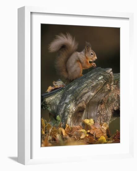 Red Squirrel, Autumn, Cairngorms National Park, Scotland-Pete Cairns-Framed Photographic Print