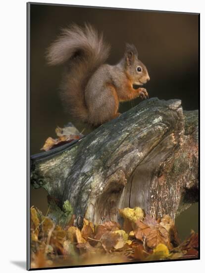 Red Squirrel, Autumn, Cairngorms National Park, Scotland-Pete Cairns-Mounted Photographic Print