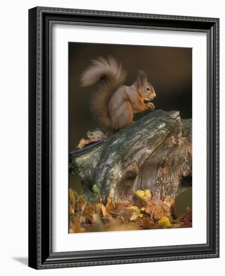 Red Squirrel, Autumn, Cairngorms National Park, Scotland-Pete Cairns-Framed Photographic Print