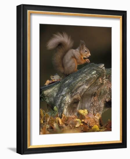 Red Squirrel, Autumn, Cairngorms National Park, Scotland-Pete Cairns-Framed Photographic Print