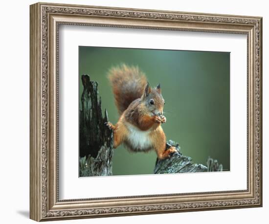 Red Squirrel Balancing on Pine Stump, Norway-Niall Benvie-Framed Premium Photographic Print