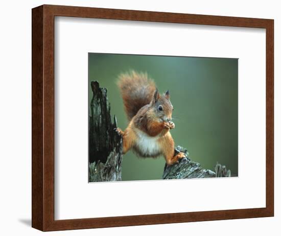 Red Squirrel Balancing on Pine Stump, Norway-Niall Benvie-Framed Premium Photographic Print