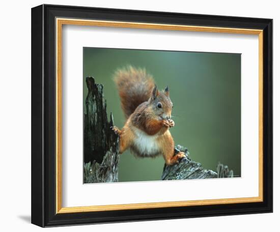 Red Squirrel Balancing on Pine Stump, Norway-Niall Benvie-Framed Premium Photographic Print