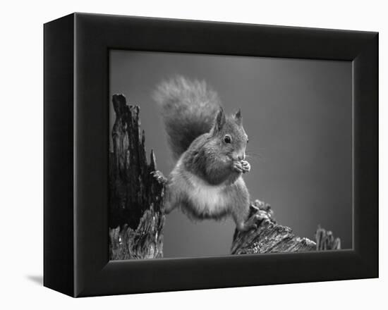 Red Squirrel Balancing on Pine Stump, Norway-Niall Benvie-Framed Premier Image Canvas
