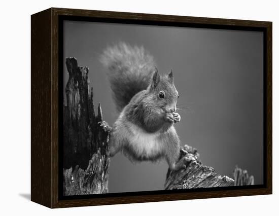 Red Squirrel Balancing on Pine Stump, Norway-Niall Benvie-Framed Premier Image Canvas