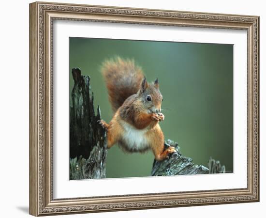 Red Squirrel Balancing on Pine Stump, Norway-Niall Benvie-Framed Photographic Print