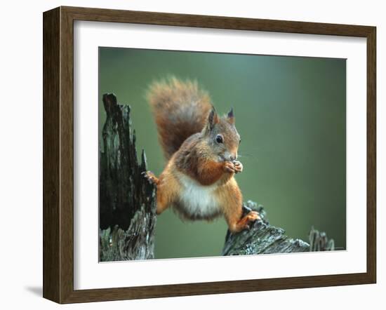 Red Squirrel Balancing on Pine Stump, Norway-Niall Benvie-Framed Photographic Print