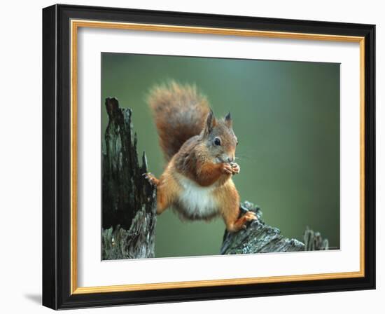 Red Squirrel Balancing on Pine Stump, Norway-Niall Benvie-Framed Photographic Print