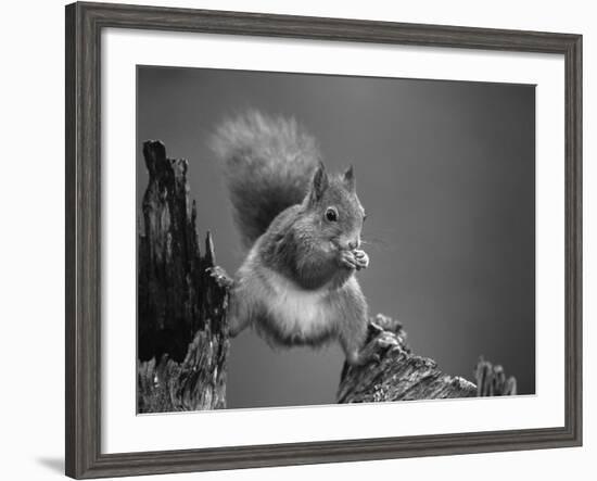 Red Squirrel Balancing on Pine Stump, Norway-Niall Benvie-Framed Photographic Print