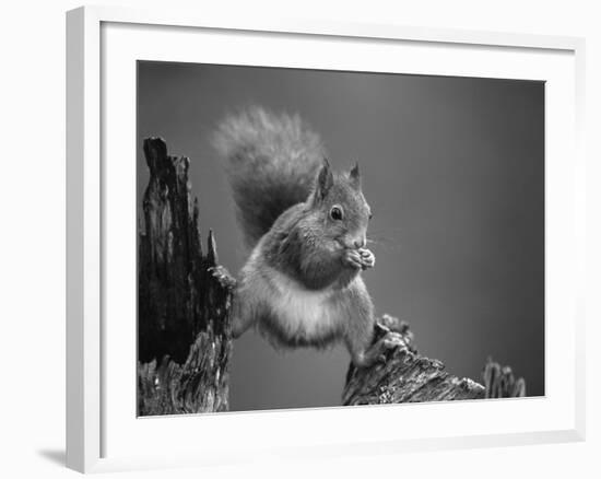 Red Squirrel Balancing on Pine Stump, Norway-Niall Benvie-Framed Photographic Print