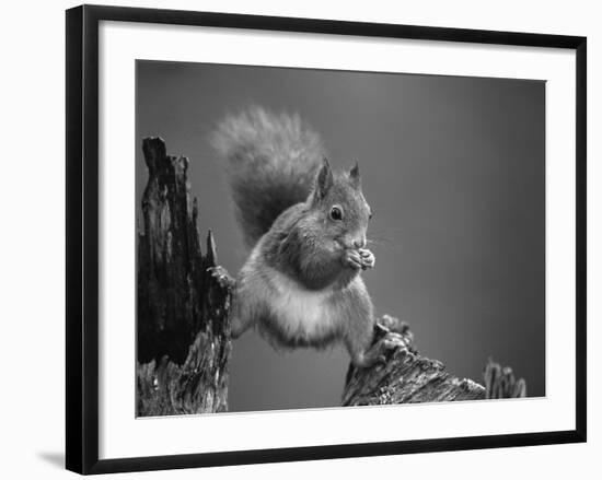 Red Squirrel Balancing on Pine Stump, Norway-Niall Benvie-Framed Photographic Print