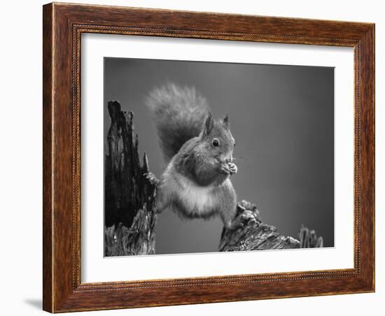 Red Squirrel Balancing on Pine Stump, Norway-Niall Benvie-Framed Photographic Print