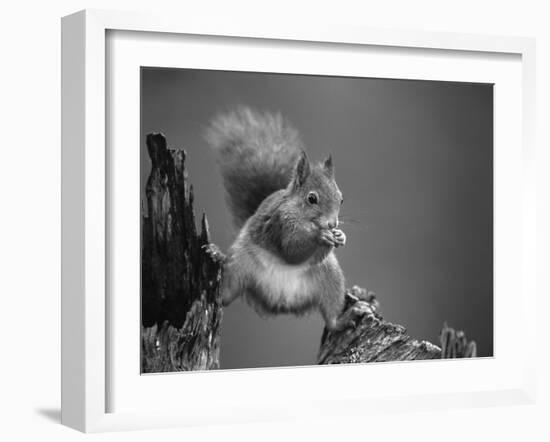 Red Squirrel Balancing on Pine Stump, Norway-Niall Benvie-Framed Photographic Print