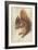 Red Squirrel by Hans Hoffmann-Hans Hoffmann-Framed Giclee Print