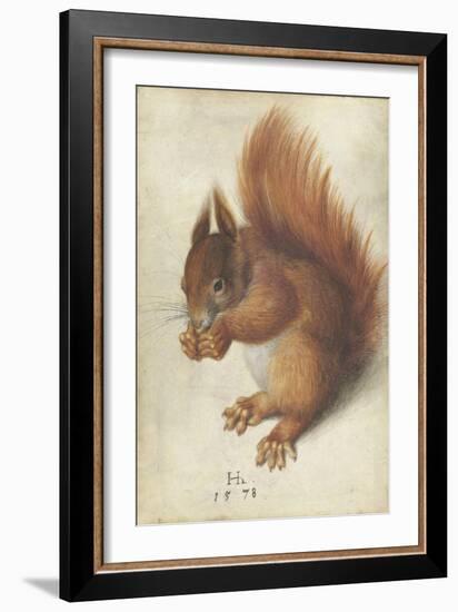 Red Squirrel by Hans Hoffmann-Hans Hoffmann-Framed Giclee Print