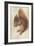 Red Squirrel by Hans Hoffmann-Hans Hoffmann-Framed Giclee Print