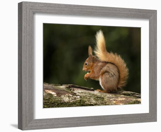 Red Squirrel, County Laois, Leinster, Republic of Ireland, Europe-Carsten Krieger-Framed Photographic Print