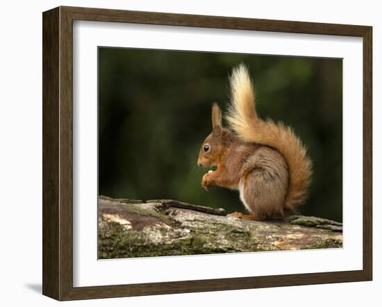 Red Squirrel, County Laois, Leinster, Republic of Ireland, Europe-Carsten Krieger-Framed Photographic Print