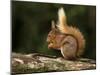 Red Squirrel, County Laois, Leinster, Republic of Ireland, Europe-Carsten Krieger-Mounted Photographic Print