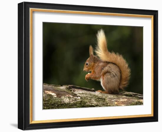 Red Squirrel, County Laois, Leinster, Republic of Ireland, Europe-Carsten Krieger-Framed Photographic Print