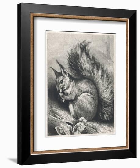 Red Squirrel Eating a Nut-Harrison Weir-Framed Photographic Print