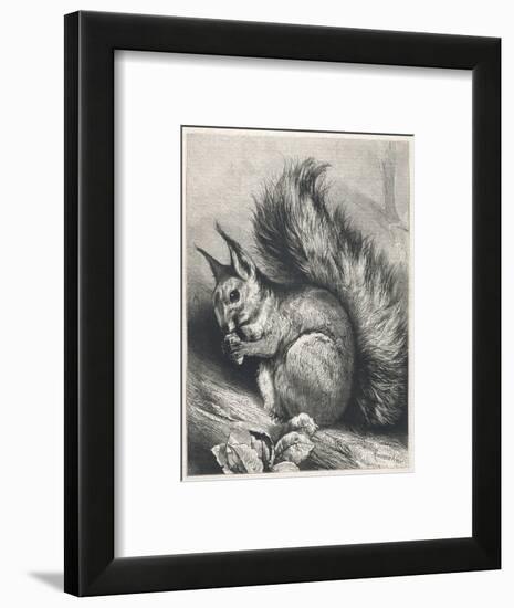 Red Squirrel Eating a Nut-Harrison Weir-Framed Photographic Print