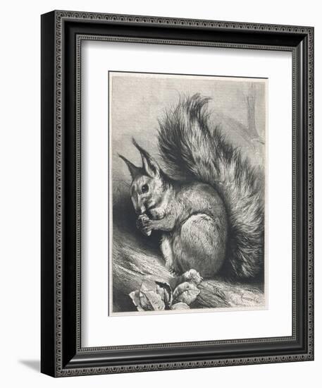 Red Squirrel Eating a Nut-Harrison Weir-Framed Photographic Print