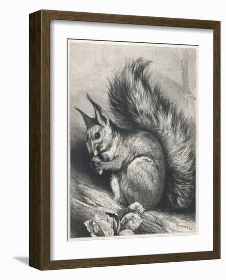 Red Squirrel Eating a Nut-Harrison Weir-Framed Photographic Print