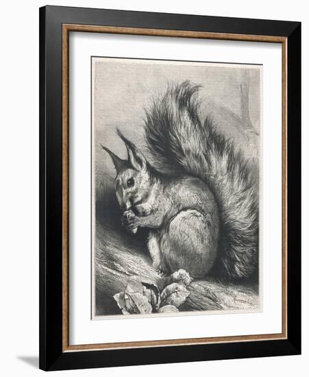 Red Squirrel Eating a Nut-Harrison Weir-Framed Photographic Print