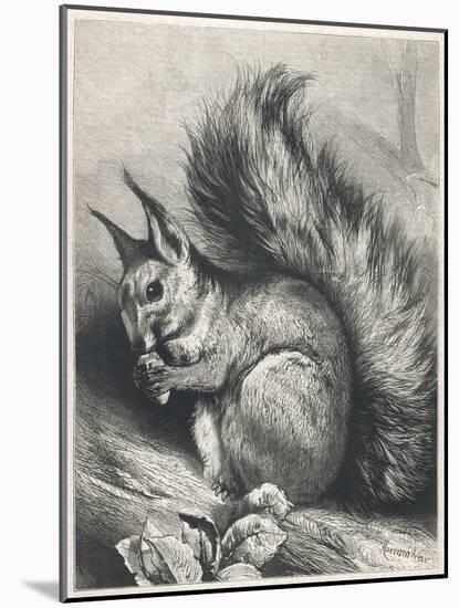 Red Squirrel Eating a Nut-Harrison Weir-Mounted Photographic Print