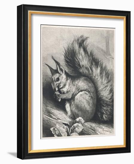 Red Squirrel Eating a Nut-Harrison Weir-Framed Photographic Print