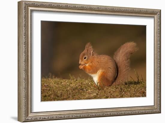 Red Squirrel Eating Nuts on Woodland Floor-null-Framed Photographic Print