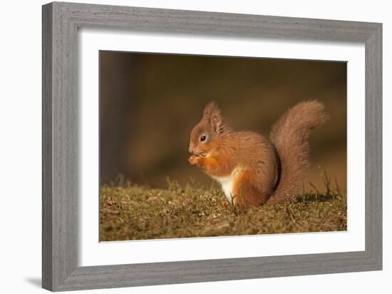 Red Squirrel Eating Nuts on Woodland Floor-null-Framed Photographic Print